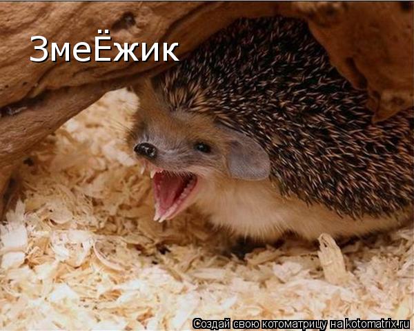 Котоматрица: ЗмеЁжик