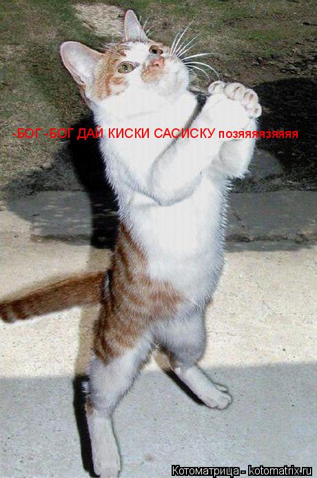 Котоматрица: -БОГ -БОГ ДАЙ КИСКИ САСИСКУ позяяяязяяяя
