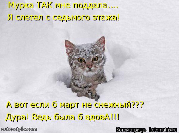 Котоматрица: Мурка ТАК мне поддала.... Я слетел с седьмого этажа! А вот если б март не снежный??? Дура! Ведь была б вдовА!!!