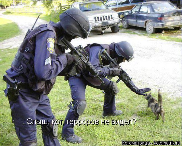 Слыш, кот, терроров не видел?... Котоматрица: Слыш, кот, терроров не видел?