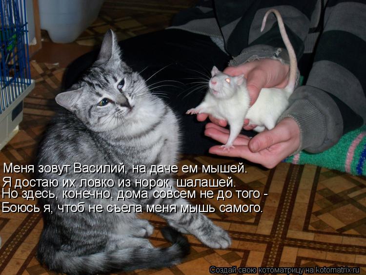 Котоматрица: Меня зовут Василий, на даче ем мышей. Я достаю их ловко из норок, шалашей. Боюсь я, чтоб не съела меня мышь самого. Но здесь, конечно, дома совс