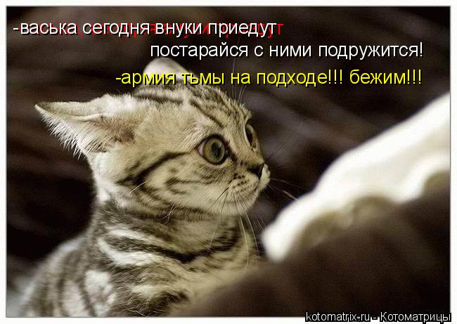 Котоматрица: -васька, сегодня внуки приедут васька сегодня внуки приедут постарайся с ними подружится! -армия тьмы на подходе!!! бежим!!! -