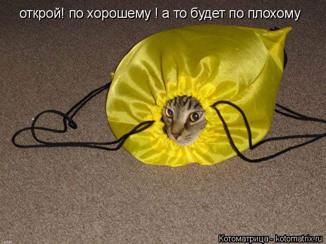 открой! по хорошему открой! по хорошему ! а то будет по плохому... Котоматрица: открой! по хорошему открой! по хорошему ! а то будет по плохому