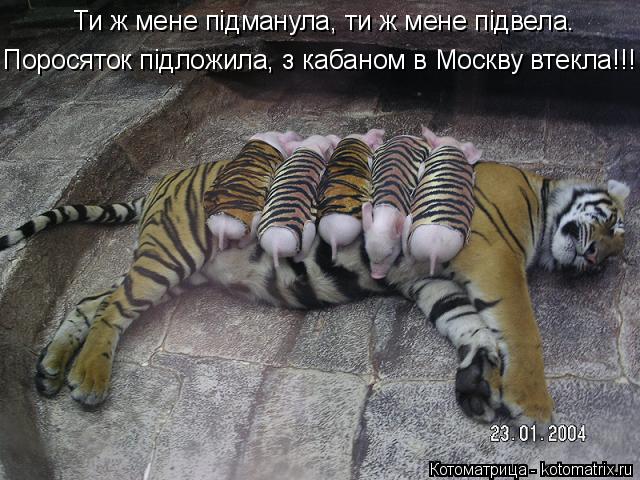 Котоматрица: Ти ж мене підманула, ти ж мене підвела. Поросяток підложила, з кабаном в Москву втекла!!!