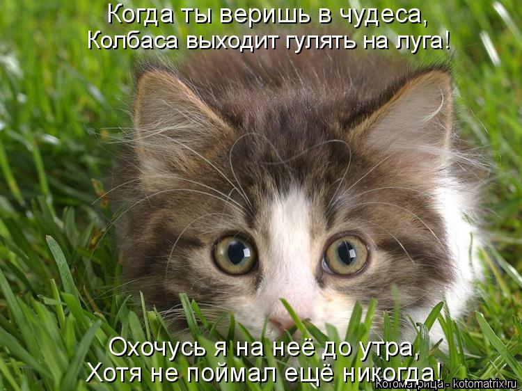 Когда ты веришь в чудеса, Колбаса выходит гулять на луга! Охочусь я на неё до утра, Хотя не поймал ещ... Котоматрица: Когда ты веришь в чудеса, Колбаса выходит гулять на луга! Охочусь я на неё до утра, Хотя не поймал ещё никогда!