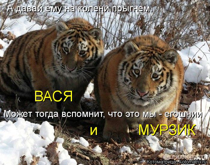 А давай ему на колени прыгнем. ВАСЯ и МУРЗИК Может тогда вспомнит, что это мы - егошнии... Котоматрица: А давай ему на колени прыгнем. ВАСЯ и МУРЗИК Может тогда вспомнит, что это мы - егошнии