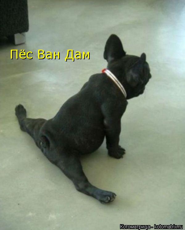 Пёс Ван Дам... Котоматрица: Пёс Ван Дам