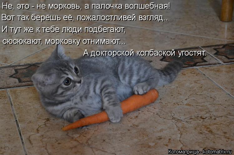 Котоматрица: Не, это - не морковь, а палочка волшебная! Вот так берёшь её, пожалостливей взгляд.. И тут же к тебе люди подбегают, сюсюкают, морковку отнимаю