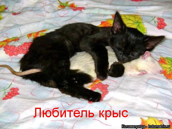 Котоматрица: Любитель крыс