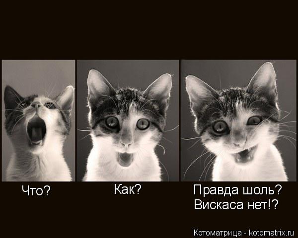 Что? Как? Правда шоль? Вискаса нет!?... Котоматрица: Что? Как? Правда шоль? Вискаса нет!?