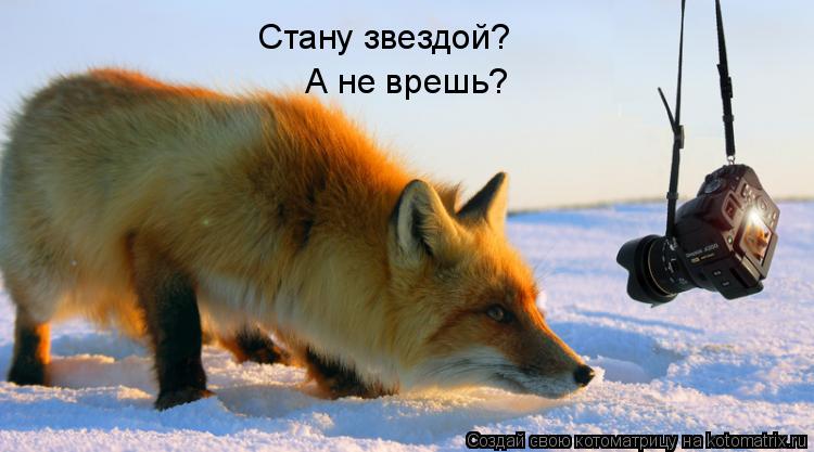 Стану звездой? А не врешь?... Котоматрица: Стану звездой? А не врешь?