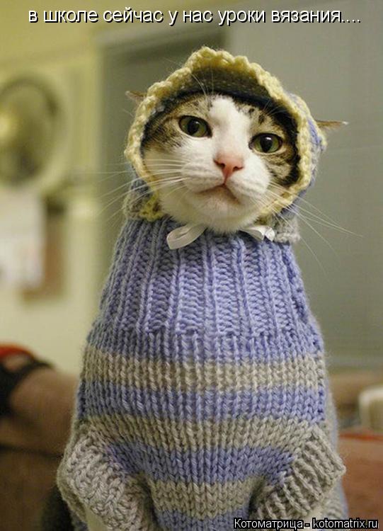 в школе сейчас у нас уроки вязания....... Котоматрица: в школе сейчас у нас уроки вязания....