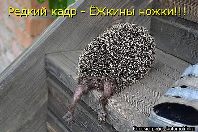 Котоматрица: Редкий кадр - ЁЖкины ножки!!!