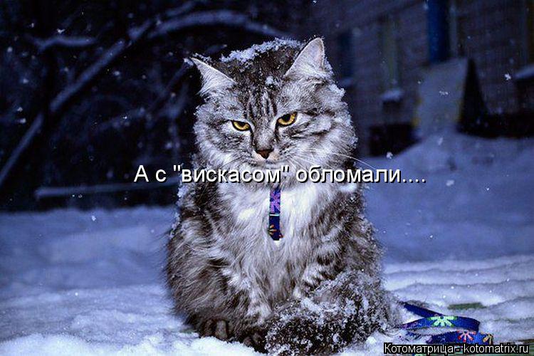 А с "вискасом" обломали....... Котоматрица: А с "вискасом" обломали....