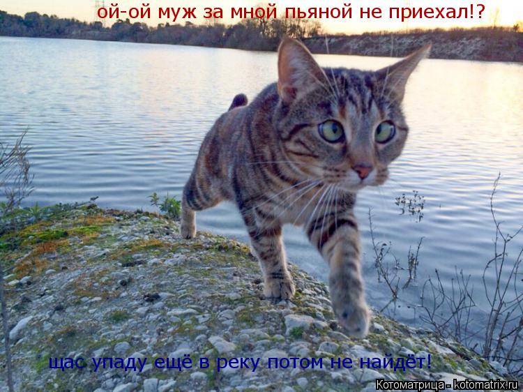 ой-ой муж за мной пьяной не приехал!? щас упаду ещё в реку потом не найдёт!... Котоматрица: ой-ой муж за мной пьяной не приехал!? щас упаду ещё в реку потом не найдёт!