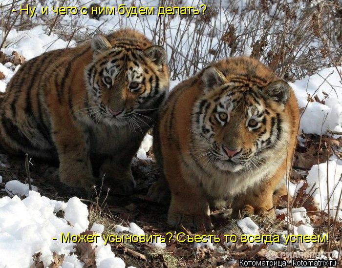 Котоматрица: - Ну, и чего с ним будем делать? - Может усыновить? Съесть то всегда успеем!