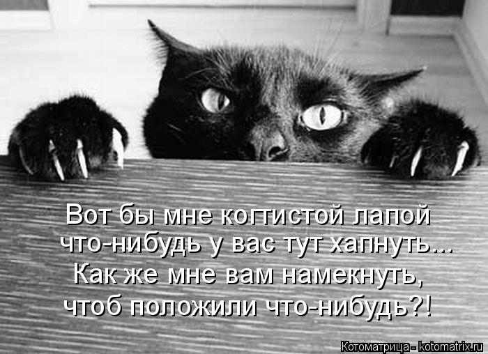 Вот бы мне когтистой лапой что-нибудь у вас тут хапнуть... Как же мне вам намекнуть, чтоб положили чт... Котоматрица: Вот бы мне когтистой лапой что-нибудь у вас тут хапнуть... Как же мне вам намекнуть, чтоб положили что-нибудь?!