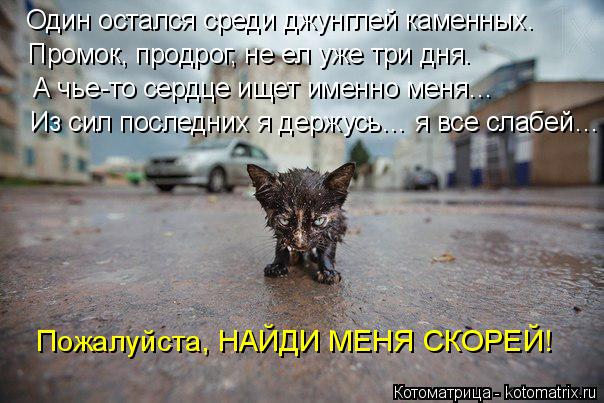 Один остался среди джунглей каменных. Промок, продрог, не ел уже три дня. А чье-то сердце ищет именно... Котоматрица: Один остался среди джунглей каменных. Промок, продрог, не ел уже три дня. А чье-то сердце ищет именно меня… Из сил последних я держусь… я все