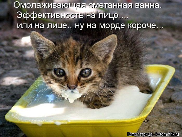 Омолаживающая сметанная ванна. Эффективность на лицо.... или на лице.. ну на морде короче...... Котоматрица: Омолаживающая сметанная ванна. Эффективность на лицо.... или на лице.. ну на морде короче...