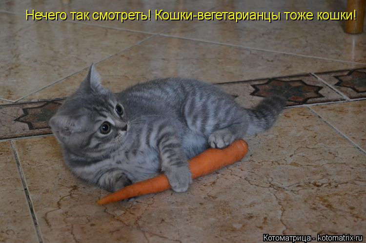 Котоматрица: Нечего так смотреть! Кошки-вегетарианцы тоже кошки!