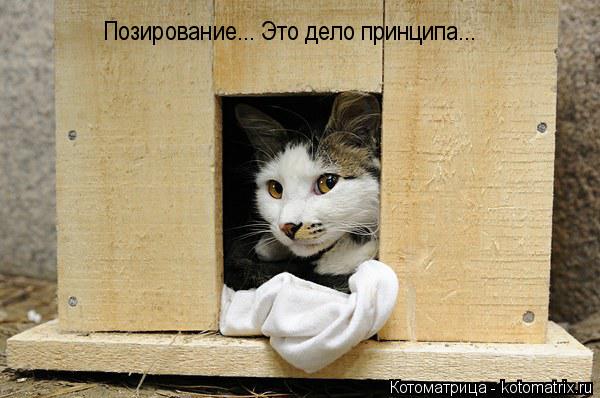 Котоматрица: Позирование... Это дело принципа...
