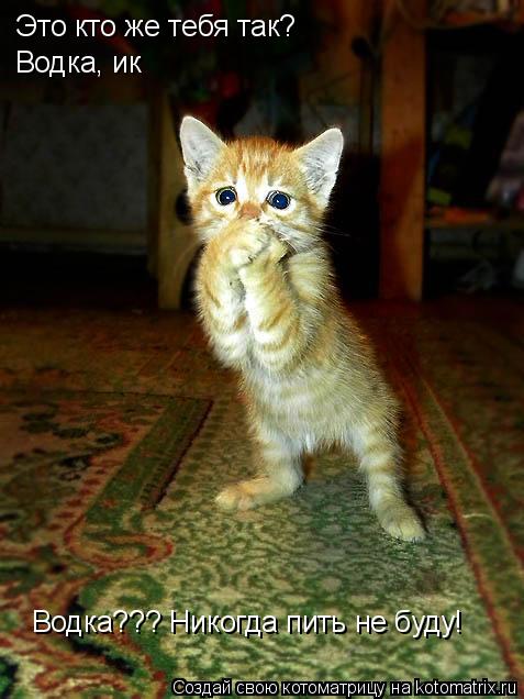 Котоматрица: Это кто же тебя так? Водка, ик Водка??? Никогда пить не буду!