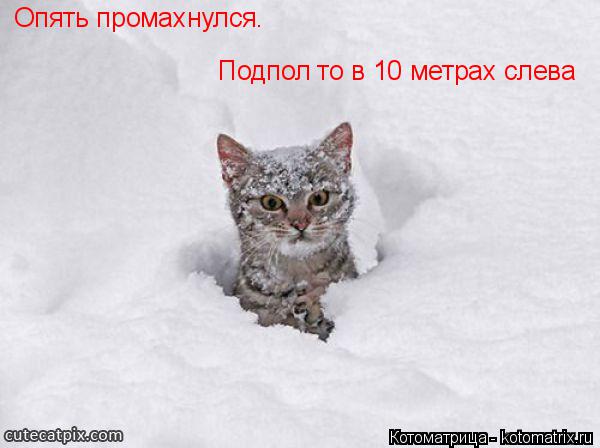 Опять промахнулся. Подпол то в 10 метрах слева... Котоматрица: Опять промахнулся. Подпол то в 10 метрах слева