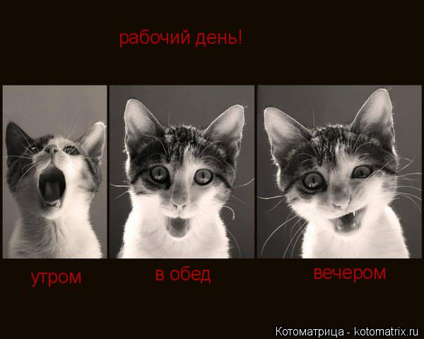 Котоматрица: рабочий день! утром в обед вечером
