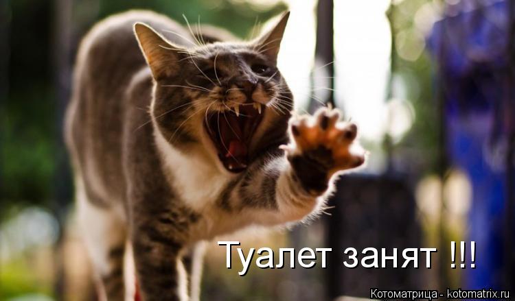 Котоматрица: Туалет занят !!!