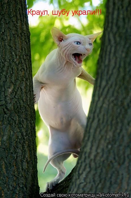 Котоматрица: Краул, шубу украли!!!