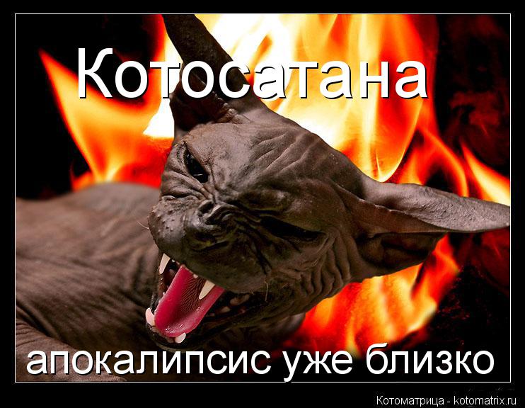 Котоматрица: апокалипсис уже близко Котосатана