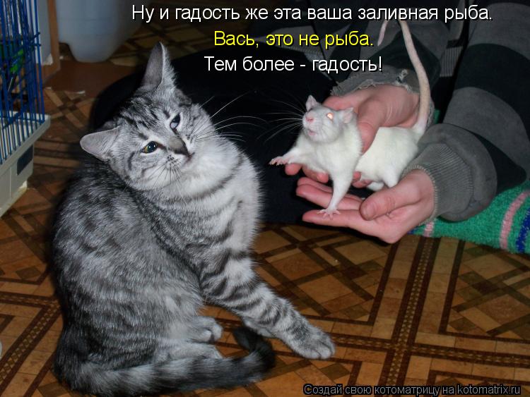 Котоматрица: Ну и гадость же эта ваша заливная рыба. Вась, это не рыба. Тем более - гадость!