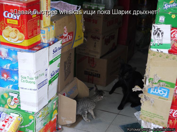 -Давай быстрее whiskas ищи пока Шарик дрыхнет!... Котоматрица: -Давай быстрее whiskas ищи пока Шарик дрыхнет!
