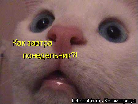 Как завтра понедельник?!... Котоматрица: Как завтра понедельник?!