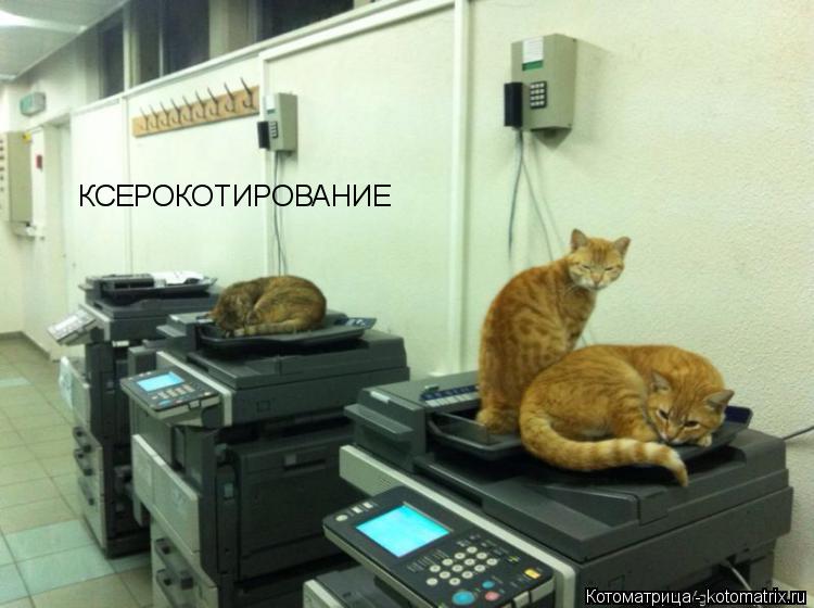 Котоматрица: КСЕРОКОТИРОВАНИЕ