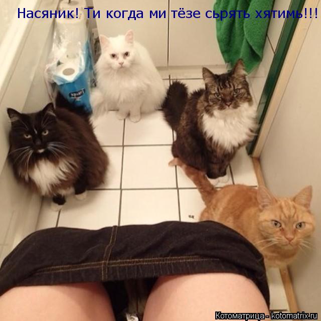 Котоматрица: Насяник! Ти когда ми тёзе сьрять хятимь!!!