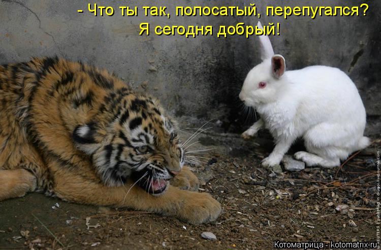 Котоматрица: - Что ты так, полосатый, перепугался? Я сегодня добрый!
