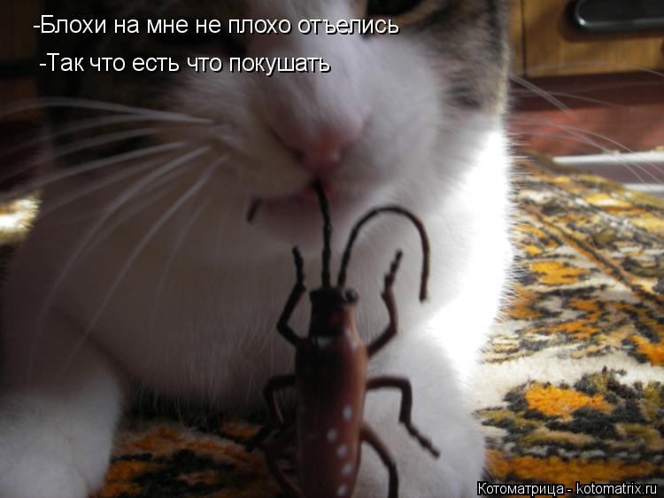 -Блохи на мне не плохо отъелись -Так что есть что покушать... Котоматрица: -Блохи на мне не плохо отъелись -Так что есть что покушать