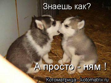 Котоматрица: Знаешь как? А просто - ням !