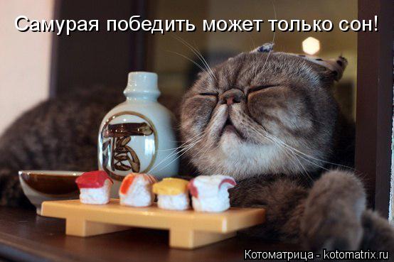 Котоматрица: Самурая победить может только сон!