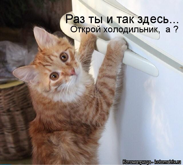 Котоматрица: Раз ты и так здесь... Открой холодильник,  а ?