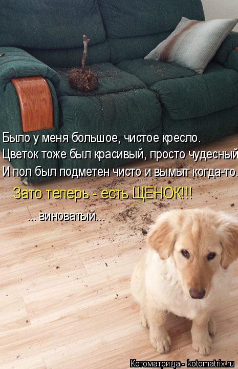 И пол был подметен чисто и вымыт когда-то... Было у меня большое, чистое кресло. Цветок тоже был крас... Котоматрица: И пол был подметен чисто и вымыт когда-то... Было у меня большое, чистое кресло. Цветок тоже был красивый, просто чудесный! Зато теперь - есть Щ