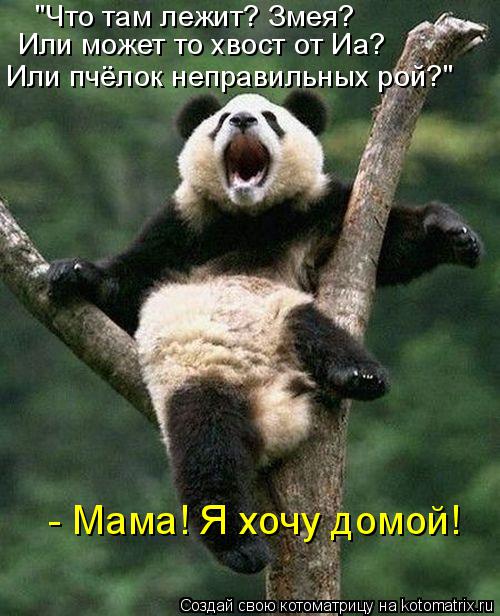 Котоматрица: "Что там лежит? Змея? Или может то хвост от Иа? Или пчёлок неправильных рой?" - Мама! Я хочу домой!