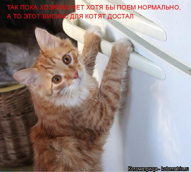 ТАК ПОКА ХОЗЯЙКИ НЕТ ХОТЯ БЫ ПОЕМ НОРМАЛЬНО, А ТО ЭТОТ ВИСКАС ДЛЯ КОТЯТ ДОСТАЛ... Котоматрица: ТАК ПОКА ХОЗЯЙКИ НЕТ ХОТЯ БЫ ПОЕМ НОРМАЛЬНО, А ТО ЭТОТ ВИСКАС ДЛЯ КОТЯТ ДОСТАЛ
