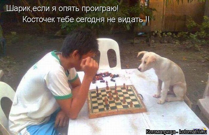 Шарик,если я опять проиграю! Косточек тебе сегодня не видать !!... Котоматрица: Шарик,если я опять проиграю! Косточек тебе сегодня не видать !!