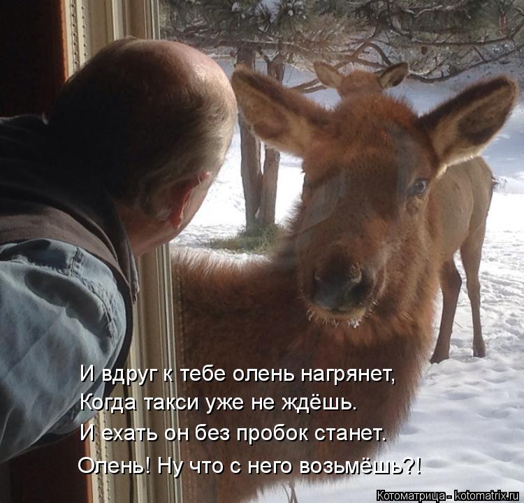 И вдруг к тебе олень нагрянет, Когда такси уже не ждёшь. И ехать он без пробок станет. Олень! Ну что ... Котоматрица: И вдруг к тебе олень нагрянет, Когда такси уже не ждёшь. И ехать он без пробок станет. Олень! Ну что с него возьмёшь?!