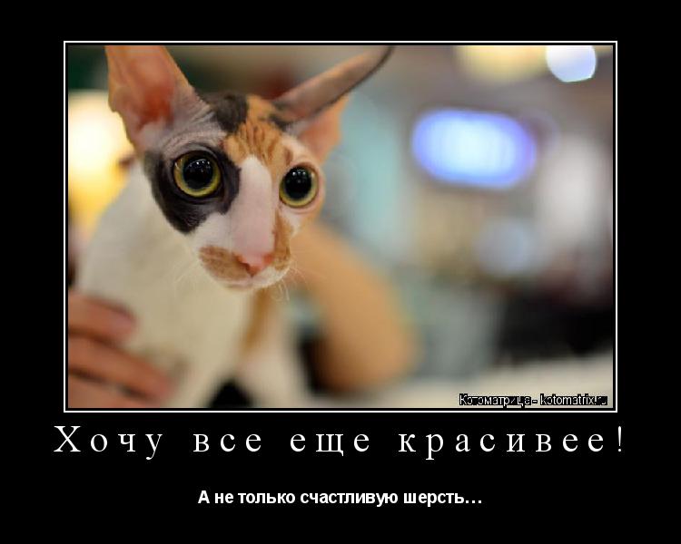 Котоматрица: Хочу все еще красивее! А не только счастливую шерсть…