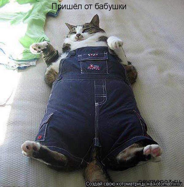 Пришёл от бабушки... Котоматрица: Пришёл от бабушки