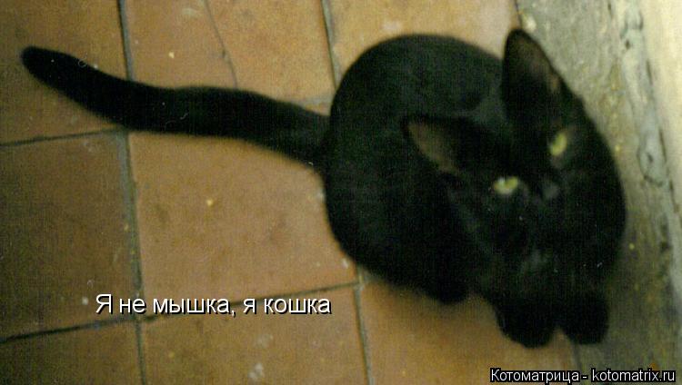 Я не мышка, я кошка... Котоматрица: Я не мышка, я кошка