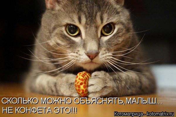 Котоматрица: СКОЛЬКО МОЖНО ОБЪЯСНЯТЬ,МАЛЫШ... НЕ КОНФЕТА ЭТО!!!